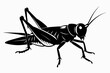 A realistic grasshopper silhouette black vector illustration