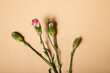Flowers before blossom, pink flower, studio, still life, dry flowers, dried flowers
