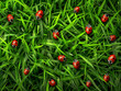 ladybugs on the grass