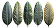 beautify leaves Illustrated on transparent background, from different tree species like chestnut, oak, birch
