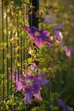 Fototapeta Tęcza - Clematis flowers in full bloom ona fence ona a sunny afternoon. 