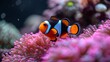   An orange-and-black clownfish near coral amidst a pink seascape of anemones, with bubbles in the backdrop