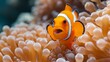   A close-up of a clownfish in an anemone