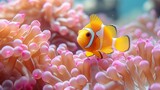   A tight shot of a fish near coral, featuring an anemone in the foreground and another in the background