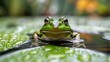   A green frog sits atop a wet leaf overhanging a tranquil pond, speckled with water droplets