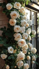 Wall Mural - garden full of blooming white roses