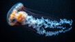   A tight shot of a jellyfish in aquatic surroundings, its body marked by distinct blue and orange striations
