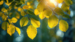 Tree branches covered with golden leaves, under the bright light of the sun, creating picturesque highlights and shadows on the leaves