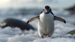 Reveal a photorealistic image of a penguin its waddle charming