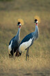 Two grey crowned cranes side-by-side in grassland