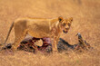 Young male lion stands over wildebeest carcase