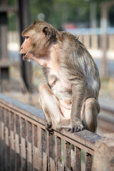 Long-tailed macaque named The crab-eating macaque screaming sitting on fence