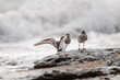 Vuelvepiedras, arenaria interpres, aterrizando sobre roca junto a sus compañeros mirando como rompen las olas en el mar mediterraneo, Alicante, España