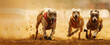 © Kien - greyhounds racing on the track, one dog in front with a white chest and red collar