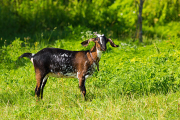 Wall Mural - Young anglo-nubian goat grazing in the meadow