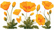 Golden Poppy or California Poppy Flower as Flowering