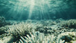 Coral reefs bleaching in shallow waters a stark indicator of ocean warming and acidification.