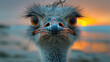 Close-up of an ostrich's face with large orange eyes and expressive gaze against the sunset sky