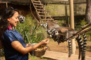 Wall Mural - Lemur eating fruit from its carer's hand. Lemur catta