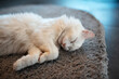 Close-up portrait of white cat sleeping on the floor carpet.