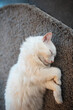 Close-up portrait of white cat sleeping on the floor carpet.