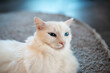 Portrait of white cat with blue eyes lying on the floor carpet.