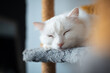 Portrait of white cat with blue eyes sleeping on his cat house tree.