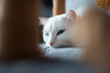 Portrait of white cat with blue eyes lying on his cat house tree.