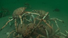  Two Giant Spider Crabs Fighting Over A Seashell. Other Shots Of The Same Scene Are Available In My Gallery..