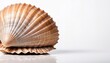 closeup brown seashell isolated on a white background
