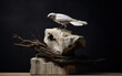 A wooden sculpture with a white base and a light-colored crow exhibits textured pigment planes, dark and moody still lifes, organic architecture, and transfixing marine scenes.