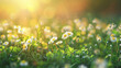 field of daisies background panorama