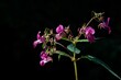 Close-up of delicate Touchy Textora flowers with pink petals in a shadowy background