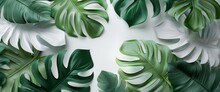 3d Wallpaper White And Green Leaves, Monstera Leaf Background Wall Art Print, Wallpaper Design For Interior Mural Painting, Tropical Plant Texture, Nature Wall Art