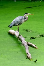 Gray Heron Bird Perched On A Wooden Log In A Lake With Algae