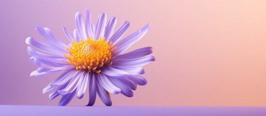 Wall Mural - a close up of a violet flower with electric blue petals and a yellow center, set against a purple ba