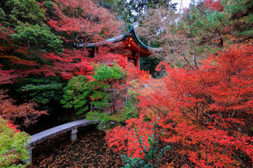 Wall Mural - Vibrant red maple tree in Japan