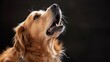 A dog howling along to a melody, aspiring vocalist
