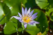 Beautiful water lilies close-up view
