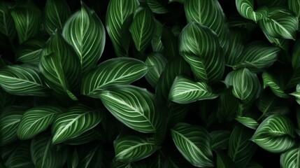 Wall Mural - Striped green leaves background