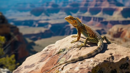 Wall Mural - a lizard standing on rock in grand canyon.