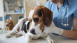 © john - Young veterinarian wearing gloves and examining disabled beagle dog in clinic