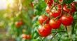 Harvest-Ready Red Tomatoes Flourish in Organic Greenhouse