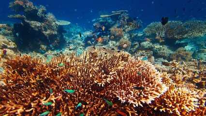 Wall Mural - Healthy coral reef underwater in Komodo National Park in Indonesia