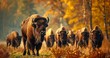 Bison Herd Amid Vibrant Autumn Foliage
