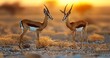 Springbok Antelope Grazing in the Arid Savannah