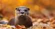 Eurasian Otter's Detail Portrait Captured in Autumnal Hues