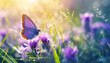 Farfalla viola su fiori bianchi selvatici viola , farfalla nell'erba sotto i raggi del sole, stile immagine macro
