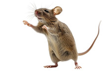 A mouse, standing on hind legs, gesturing with front paws isolated on white background