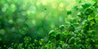 Shamrock Leaves Cover The Green Background Of This Background 